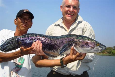 Giant Snakehead fishing in Thailand - Bushguide 101