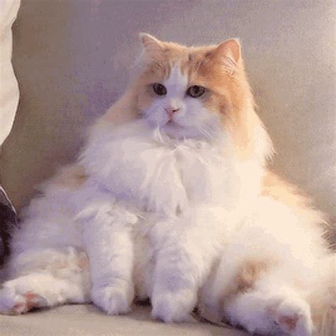 Creamheroes Kittisaurus GIF - Creamheroes Kittisaurus Cat Sitting ...