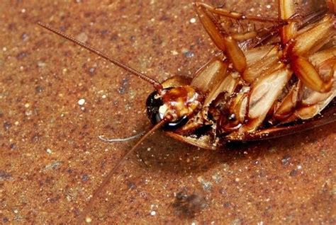 Pest Control Methods for Cockroach Extermination