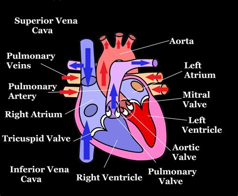 Blood Flow Through Heart Diagrams | 101 Diagrams