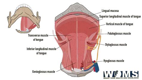 Intrinsic Muscles Of The Tongue: Anatomy and clinical significance - WOMS