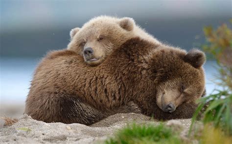 Little fluffy bear cubs from Russia (Photo by Igor Shpilenok) : aww