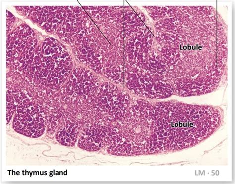 Histology of Thymus gland Diagram | Quizlet