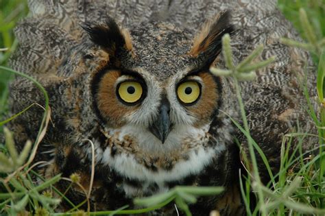 Hoot Owls - Birds - Animal Encyclopedia