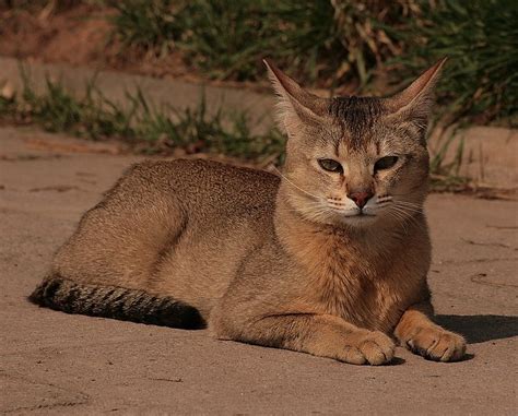 List Of All Chausie Cat Breeders In The USA (by States) – Chausie Cats ...