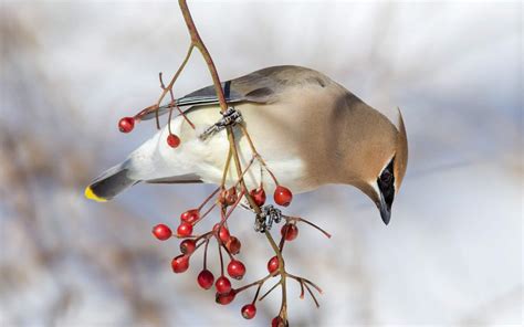 Cedar Waxwing | Audubon Field Guide