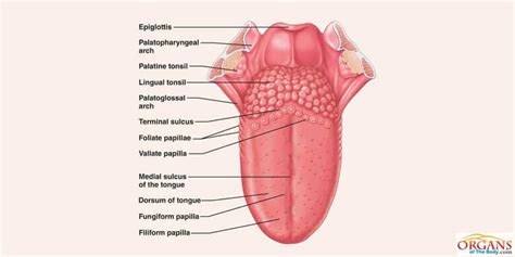 Human Tongue Parts, Functions with Details and Diagram