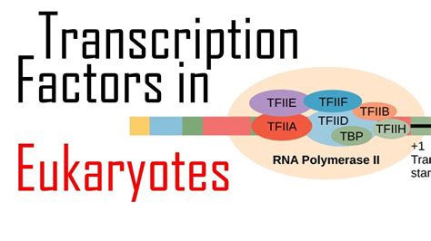 Transcription factors - Auto entuzijasta Hrvatska