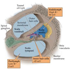 Neuro: 2.07 - Auditory System 1 - Structure & Function Flashcards ...