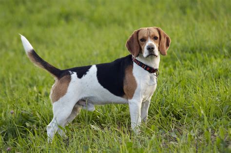 Dog Breed Highlight: Beagles — Sportsman's Pride