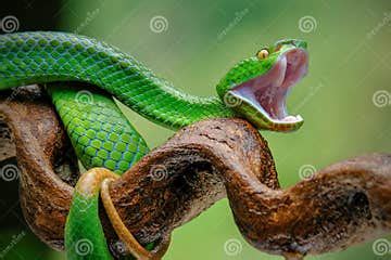 Green Venomous Snake on the Tree Stock Image - Image of poisonous ...