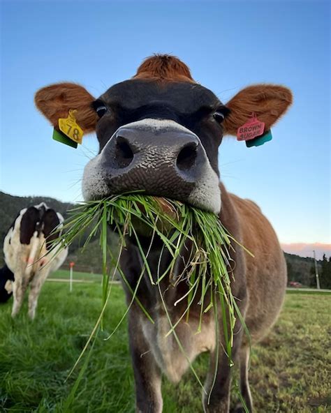 Premium Photo | Cow eating grass