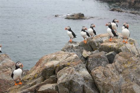 Eating puffin in Iceland - Free Candie