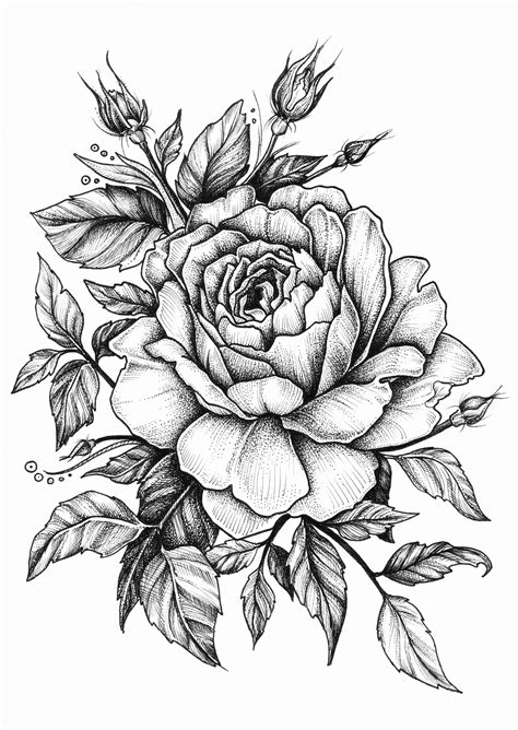 Rose Design Art Flower Drawing - img-klutz