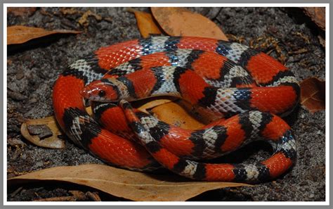 Scarlet Snake | Florida Backyard Snakes