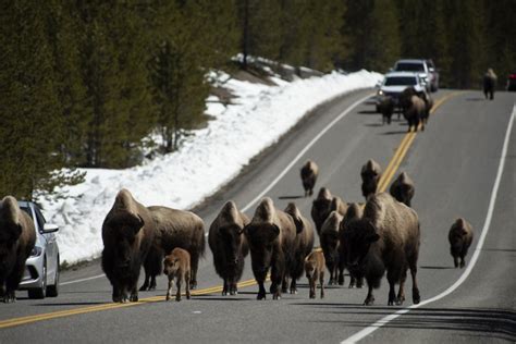 Hundreds of Bison Migrating Out of Yellowstone to be Hunted Down Under ...