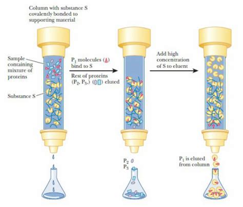 3.4.1. Affinity Chromatography - Chemistry LibreTexts