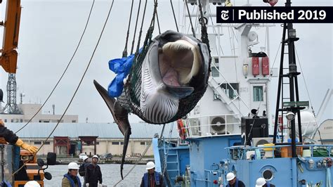 Japan Resumes Commercial Whaling. But Is There an Appetite for It ...