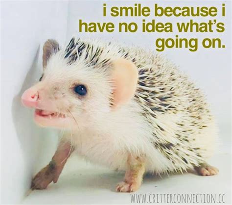 Pin by Millermeade Farm's Critter Con on Hedgehog Memes, Funnies ...