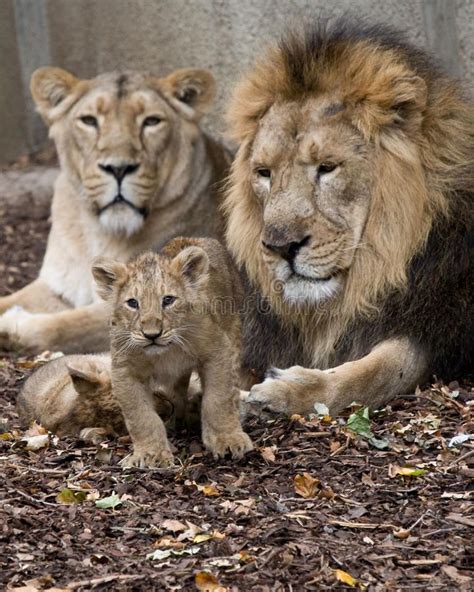 Family of lion. Lion family, male female and baby , #sponsored, #Lion ...