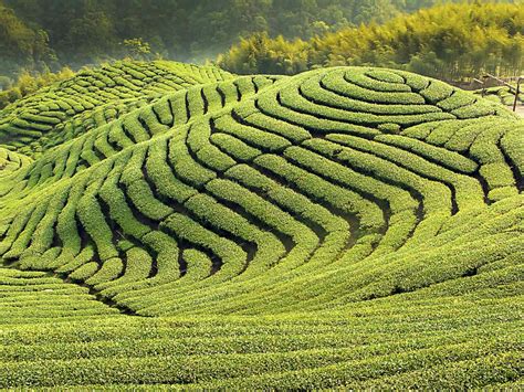 Enjoy Beautiful Tea Gardens of Assam | Leading Travel Agents from ...