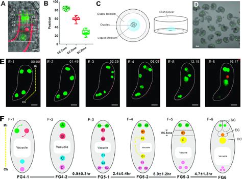 The nucleus migrates to a specific position before cell specialization ...