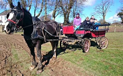 Dyfed Shire Horse Farm Outdoor Picnic Tables, Outdoor Picnics, Wales ...