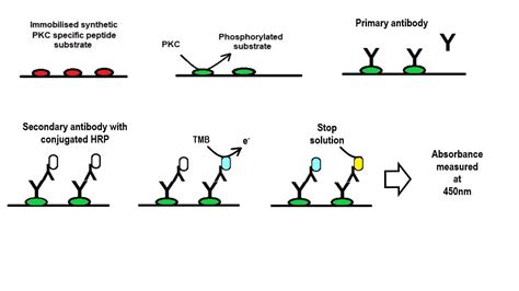 PKC Kinase Activity Assay Kit (ab139437) | Abcam