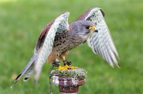 A Guide To British Birds of Prey | Love The Garden