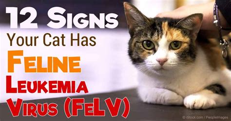 Feline Leukemia Virus: Signs, Causes and Treatment