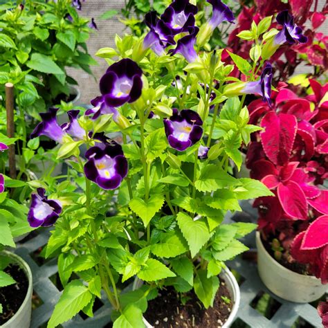 Torenia - Green Age Farms