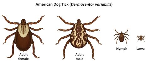 Don’t be bugged by ticks, mosquitoes > Little Rock Air Force Base > Display