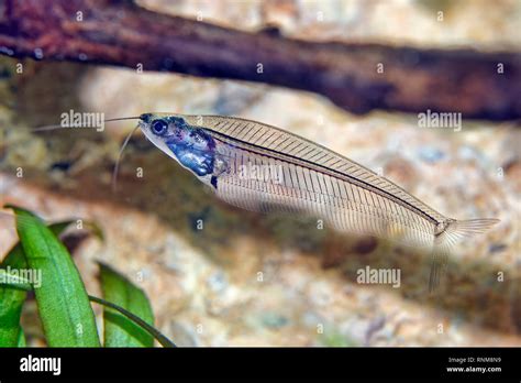 Ghost catfish - Kryptopterus minor Stock Photo - Alamy