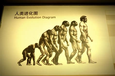 Human Evolution Free Stock Photo - Public Domain Pictures