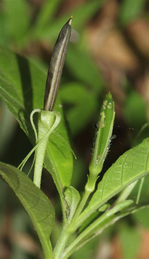 Ruellia tuberosa L. | Plants of the World Online | Kew Science