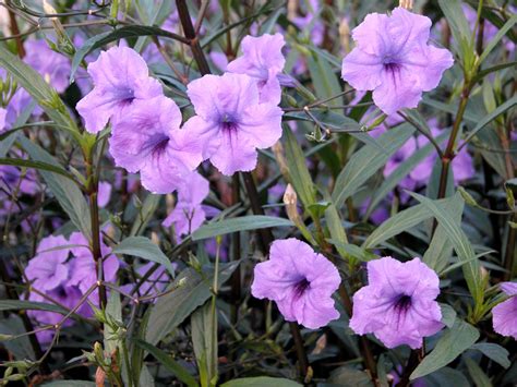 Ruellia brittoniana | Yougardener