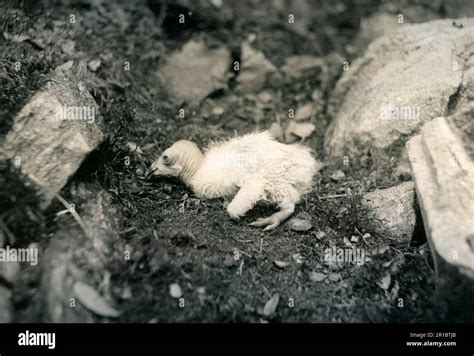 Condor Nest Cam