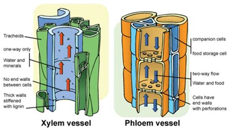 Vascular tissue (Xylem and Phloem), Protective tissues and ...