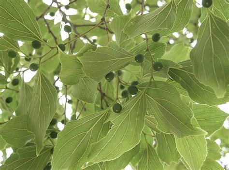 Celtis sinensis