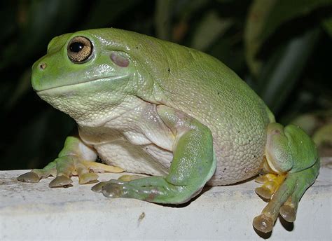 Frogs Can Breathe Through Their Skin | A Moment of Science - Indiana ...