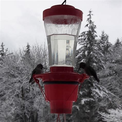 Hummer Hearth Hummingbird Feeder Heater (Feeder NOT included ...