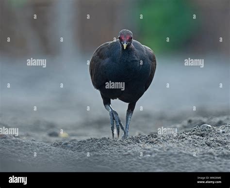 Melanesian megapode hi-res stock photography and images - Alamy