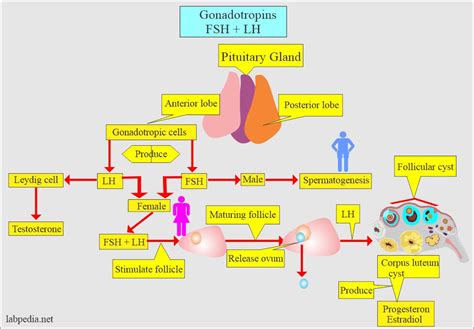 Follicle-Stimulating Hormone (FSH), Follitropin - Labpedia.net