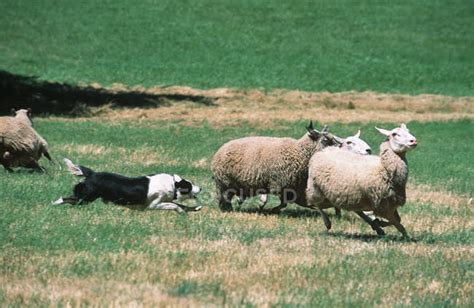 Border collie herding sheep in farmland British Columbia, Canada ...