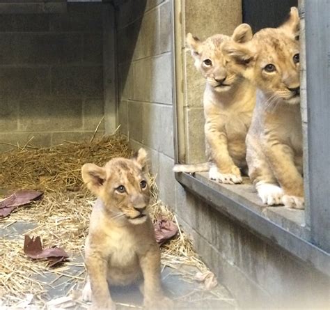 Cincinnati Zoo’s Three Lion Cubs Have Names! - Cincinnati Zoo ...