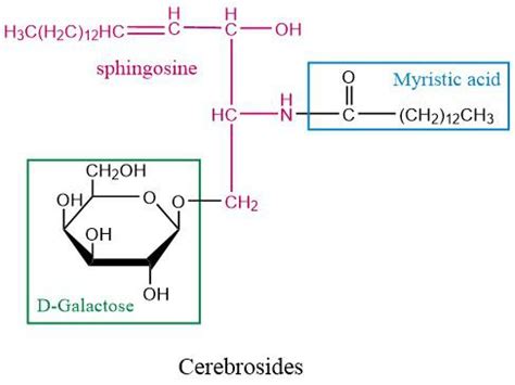 Show the structure of a cerebroside made up of D-galactose, | Quizlet