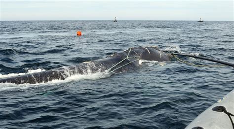 Path to extinction continues for North Atlantic right whales