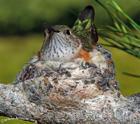 Baby Hummingbird Nest – Advgrrl Motorcycle Adventures by Leslie