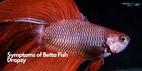 Understanding Betta Fish Dropsy: Symptoms & Treatment (2024)