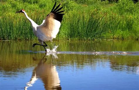 Whooping Crane - Description, Habitat, Image, Diet, and Interesting Facts